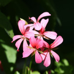 Photo paul pink simple flower copy