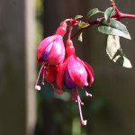bleeding heart flower