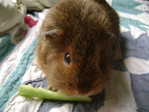 Pammy had a lot of beautiful little habits like not eating the parsley until the stalks were placed by her mouth ��� damn those messy leaves! - and eating celery stalks in little rows like she���s doing in this picture; I believe these were the result of being a pig who perhaps received too many treats and became accustomed to a different level of personal service...not my fault at all.