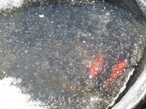FishUnderIce