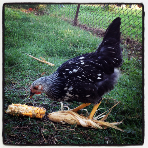 Lacey loves corn.