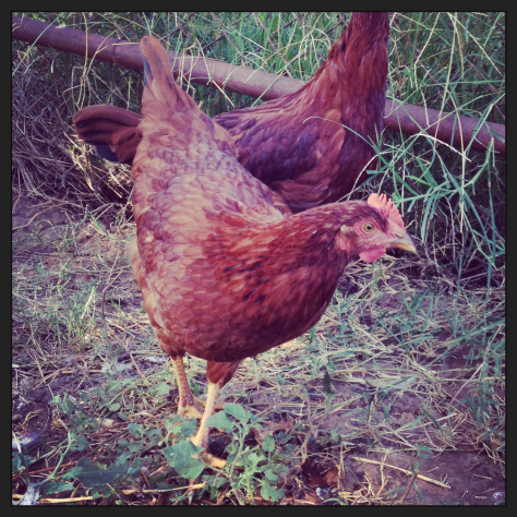 Rooster or butch hen?