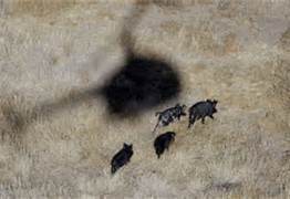 I've heard rumors of helicopter pig hunts along the river.