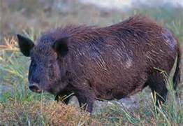 Here, piggy, piggy. Mama wants a luau.
