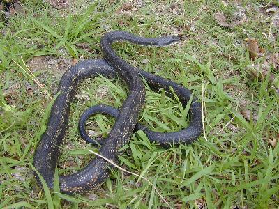 Black Ratsnake