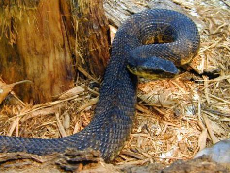 Western Cottonmouth