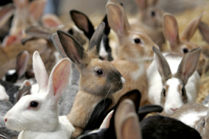 many_rabbits