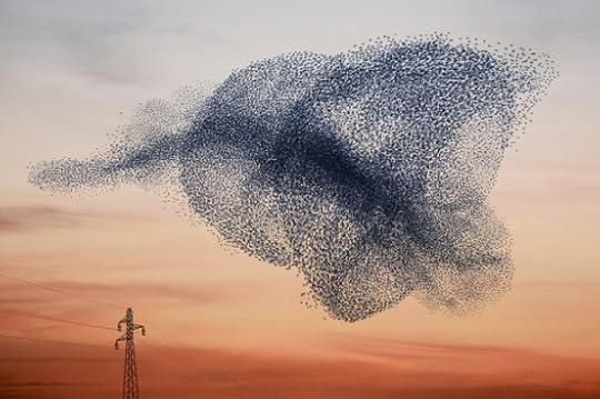 starlings murmeration