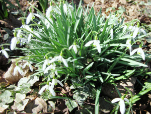 Snowdrops one