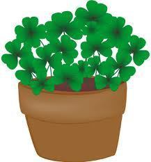 irish shamrocks