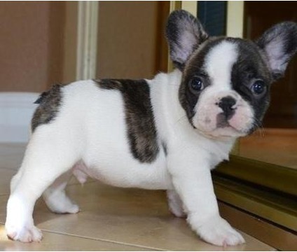 french bulldog I WISH!