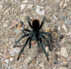 A Taratula, Jemez Springs, NM