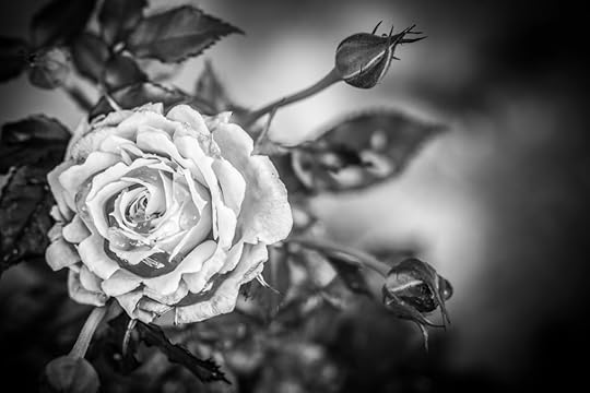 IMG_9746 copy