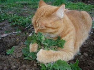 catnip cutie