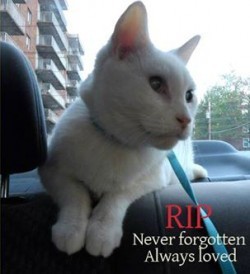 10275298_10152290166327695_4591043453535892879_o