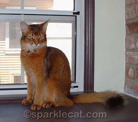 She even had dignity as a kitten... well, sometimes.