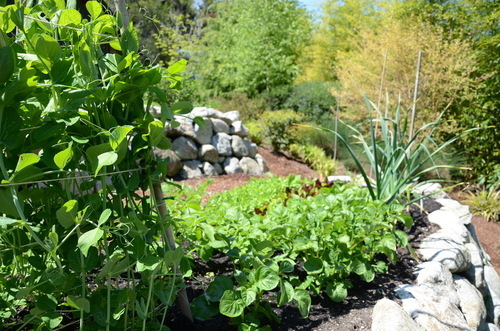Bamboo Pea Tri-pod in Vegetable Garden_ Photo by Seattle Urban Farm Co.