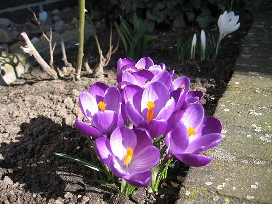 Crocuses