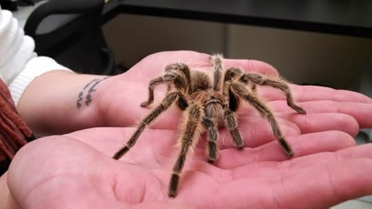 Chilean rose hair tarantula. Image credit: Photo by Laurie Kerzicnik. Used with permission.
