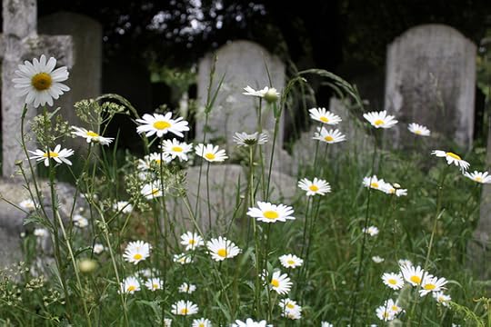 2015-03-12-1426136360-9740481-daisies.jpg
