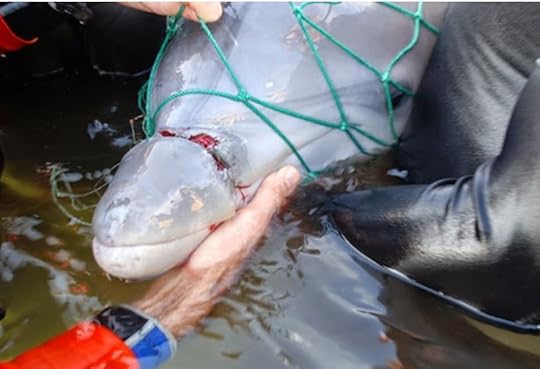 Dolphin in net