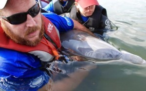 Dolphin rescue