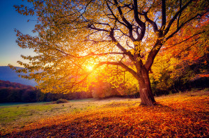 Majestic alone beech tree on a hill slope with sunny beams at mo