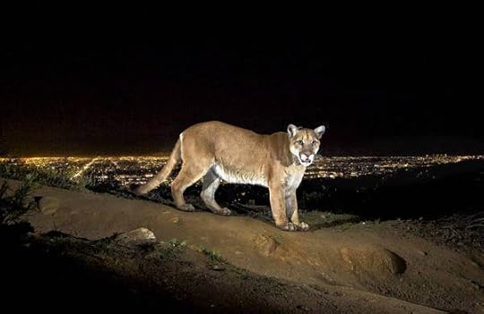 Mountain Lion in Griffith Park, Los Angeles (Photo: Steve Winter/National Geographic)