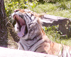 Tiger Yawn