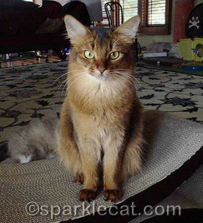 Do I look like a serious newsCATster here?