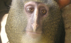 Captive lesula from the DRC.