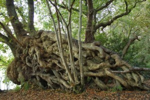 tree-roots
