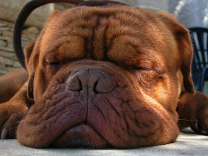 dog-278423_640