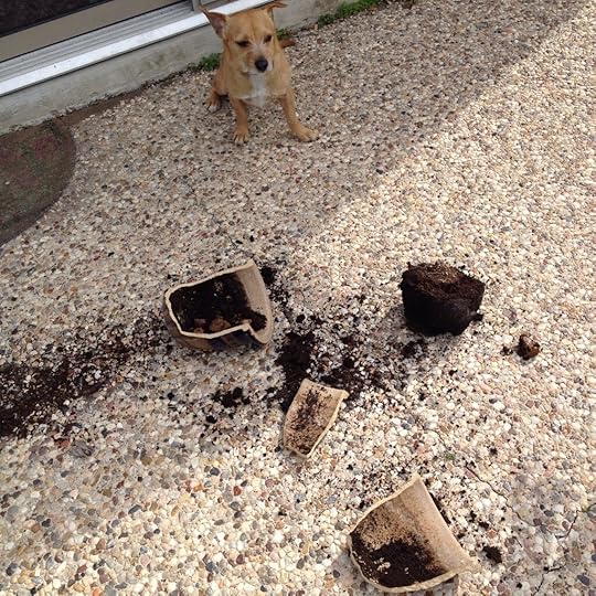 Not so agile after all