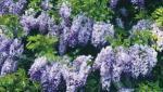 wisteria