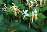 honeysuckle