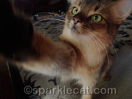 You don't need thumbs to push a button!