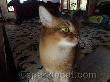 Maybe I need to fix the shutter speed too