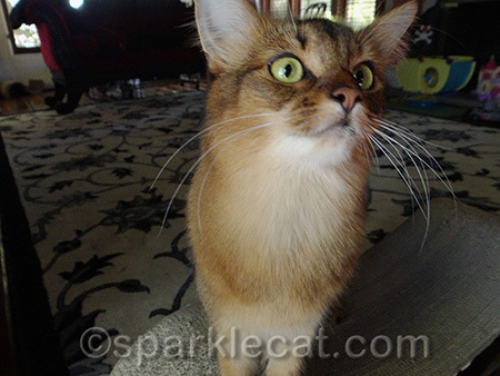 Now I know why my human takes tons of photos