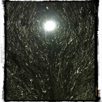 web tree under lamp filter