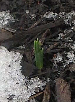 EarlyCrocusSm