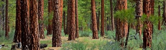 forest scene.jpeg