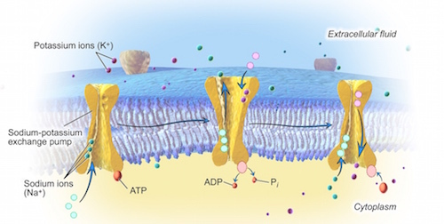 Sodium-PotassiumPump.jpg