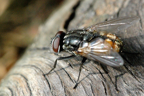 Musca.domestica.-.lindsey.jpg
