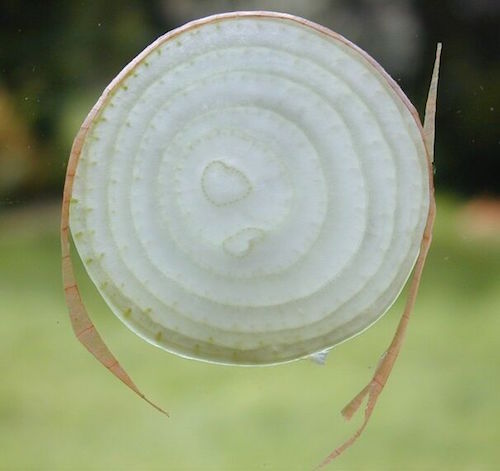 Onion_slice.jpg