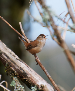 Screen Shot 2015-03-13 at 9.54.23 AM