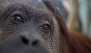 argentina-orangutan-freedomjpeg-04dd0_c0-168-4000-2499_s561x327