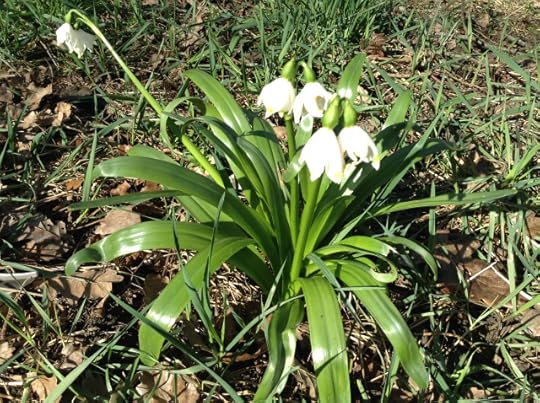 Winter Snowflake, Leucojum vernum.