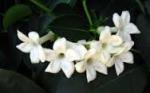 jasmine