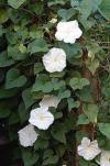 nightblooming